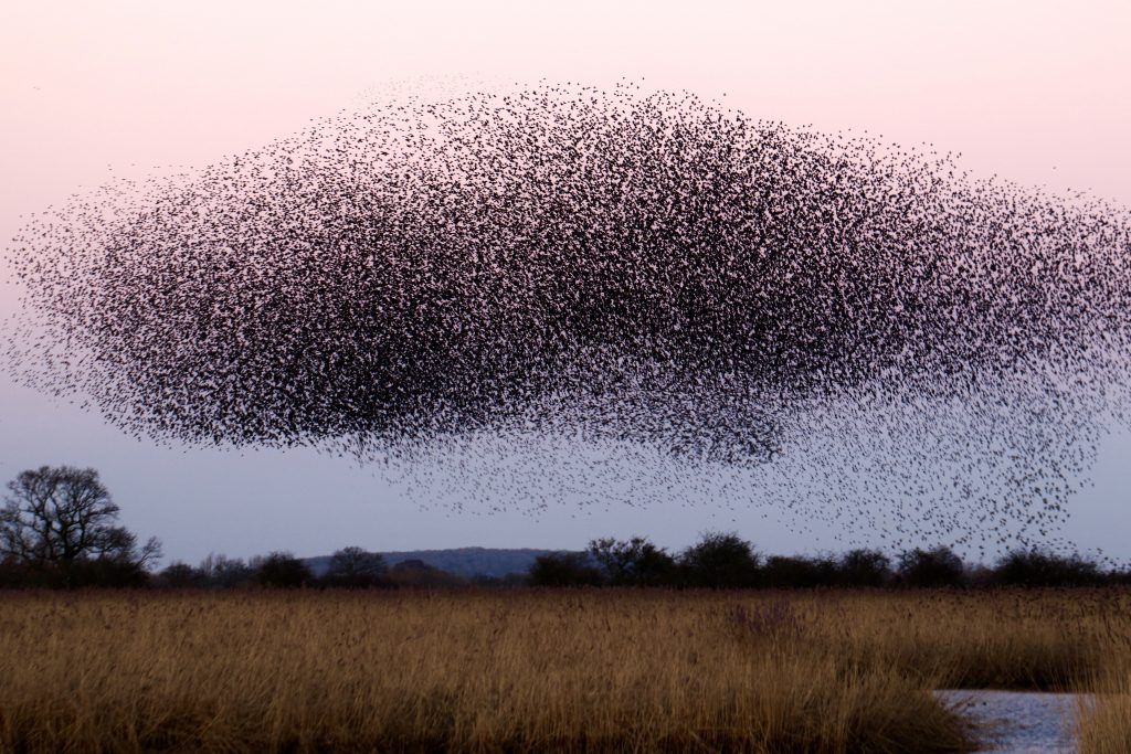 A large flock of birds flying over a field.